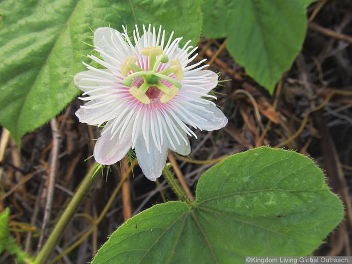 Mission Trips in Fiji by Kingdom Living Global Outreach