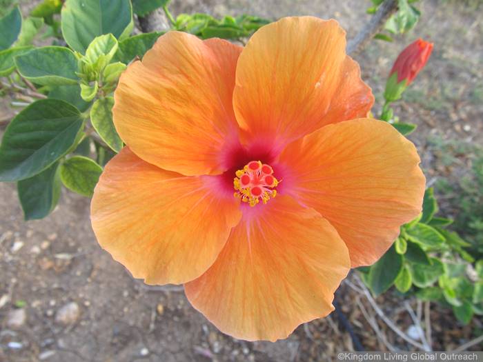 Mission Trips in Israel by Kingdom Living Global Outreach